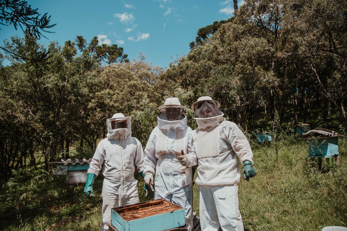 Bee research