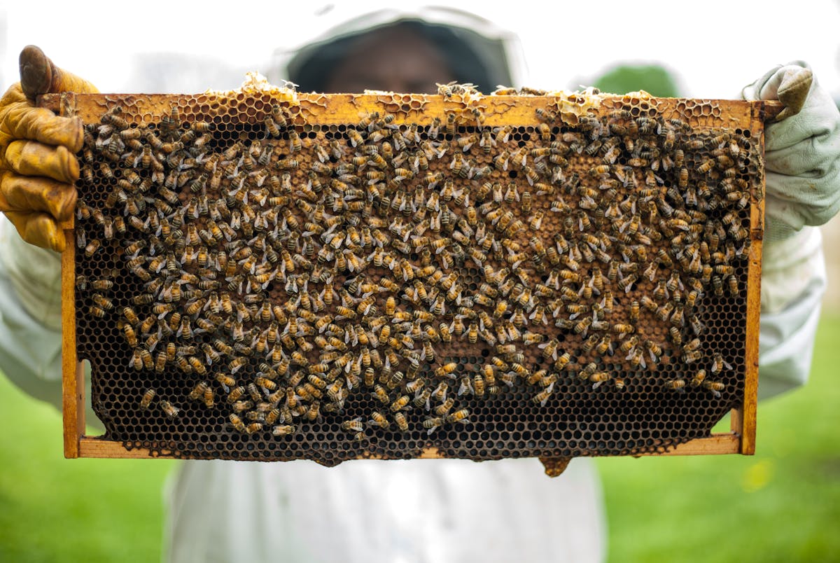 Golden honeycomb