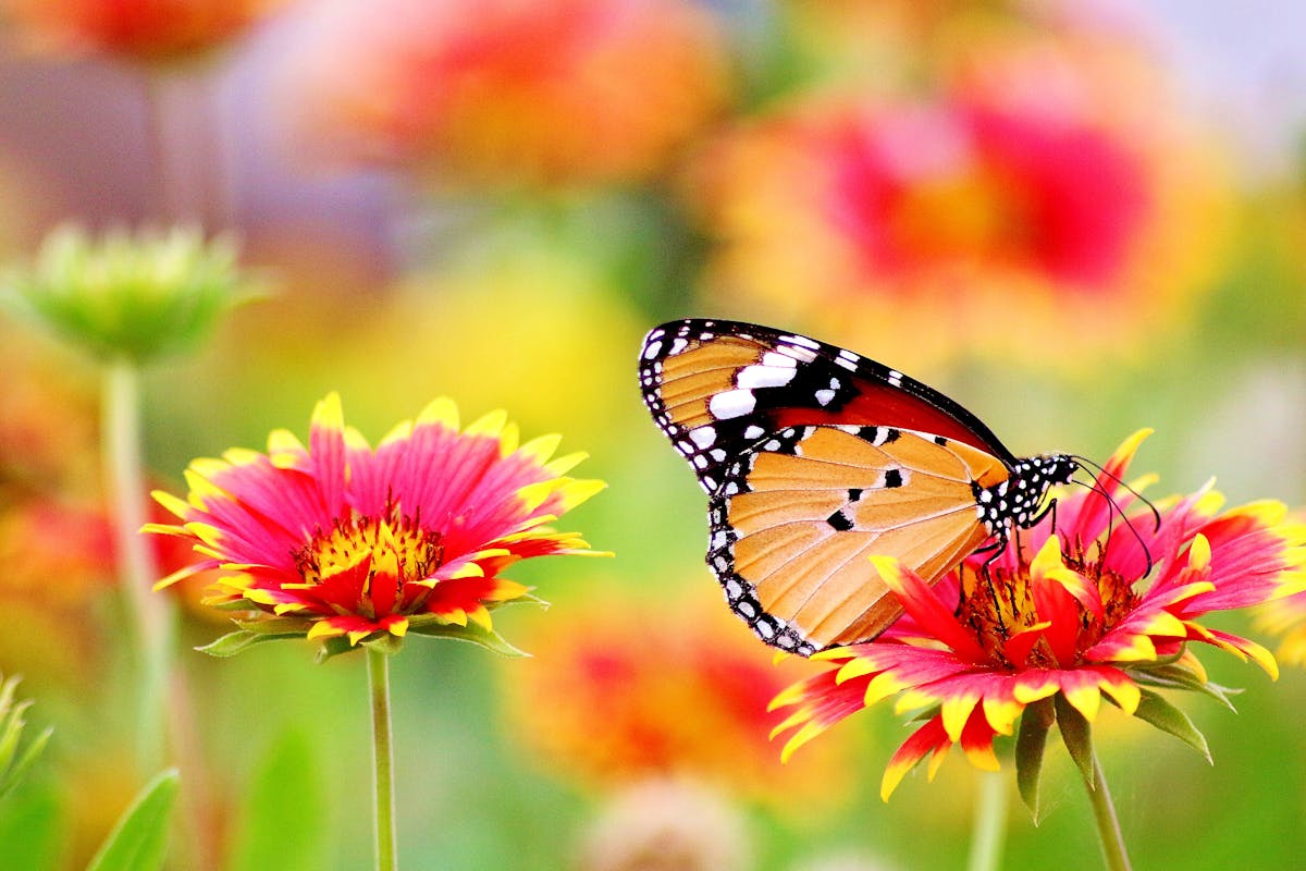 Wildflower corridor
